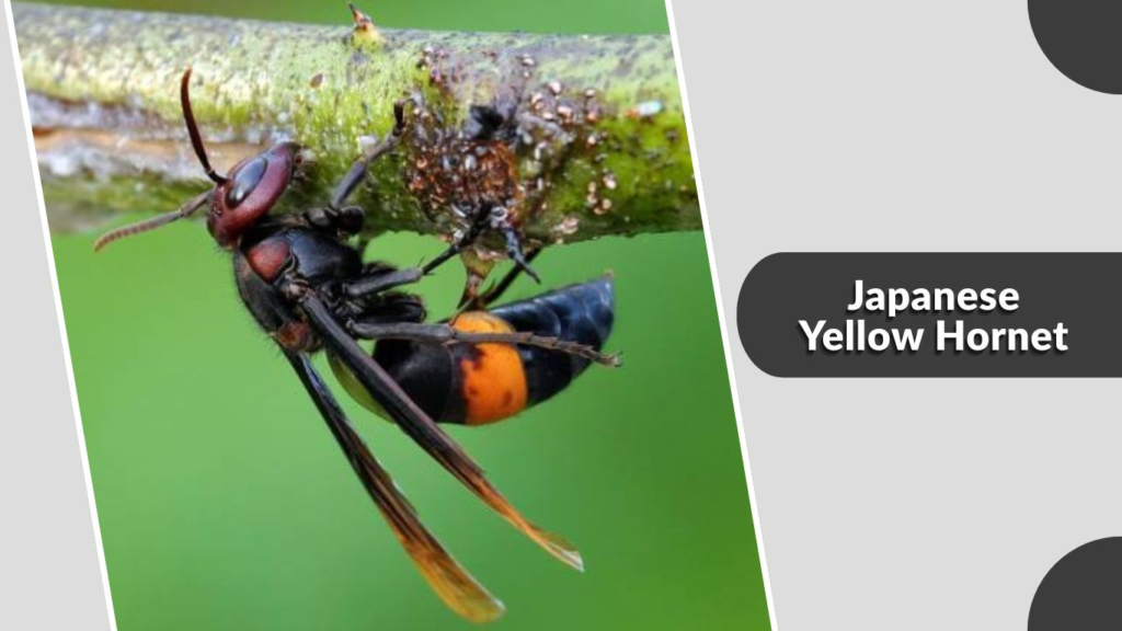 Japanese Yellow Hornet
