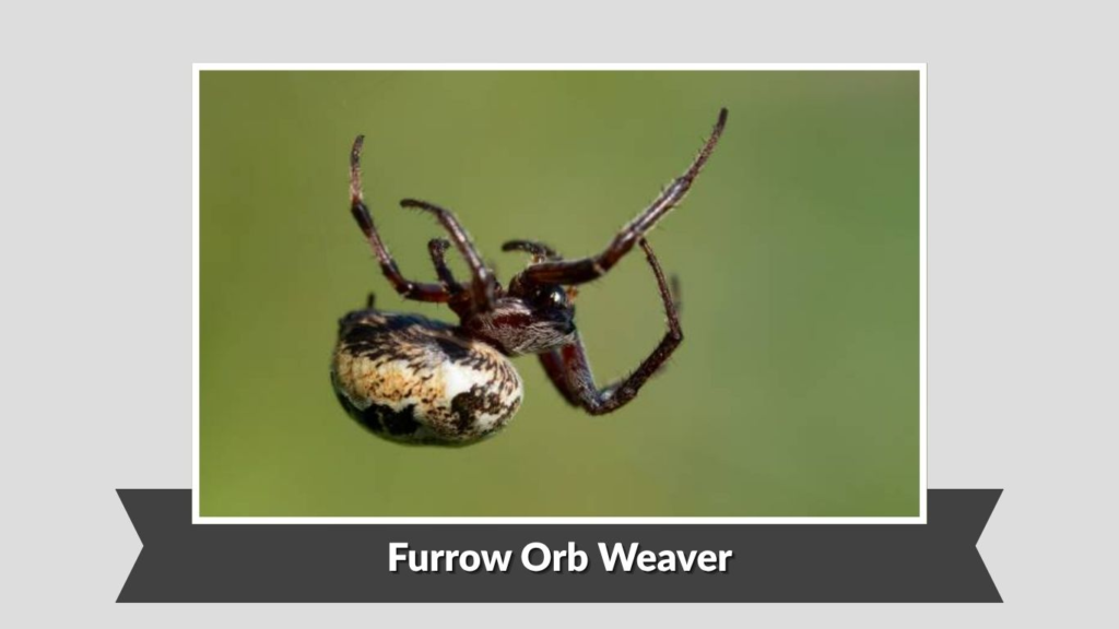 Furrow Orb Weaver