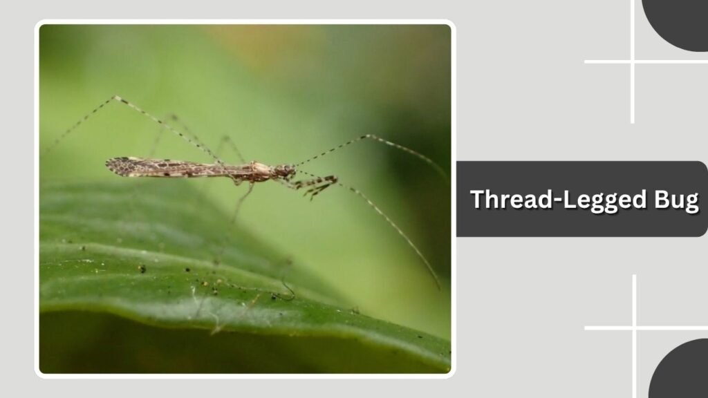  Thread-Legged Bug