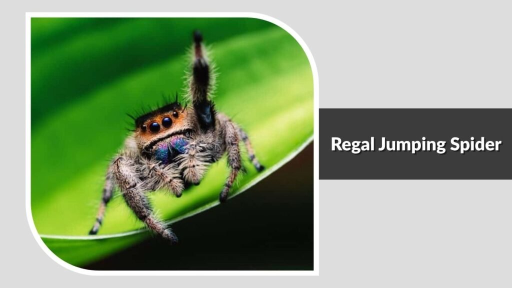 Regal Jumping Spider