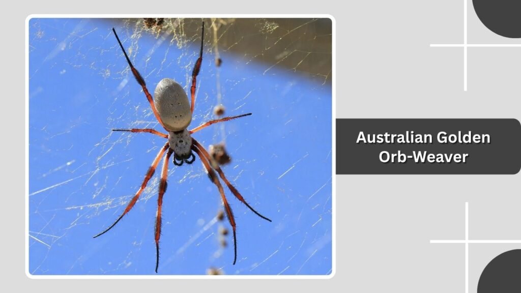 Australian Golden Orb-Weaver