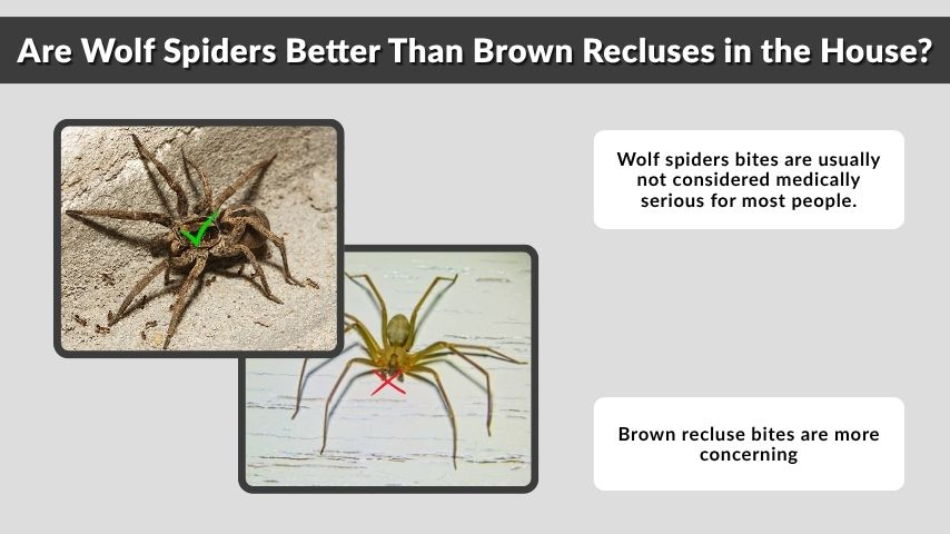 Are Wolf Spiders Better Than Brown Recluses in the House?