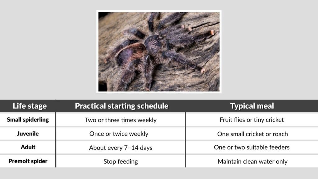 Pink Toe Tarantula Feeding Schedule