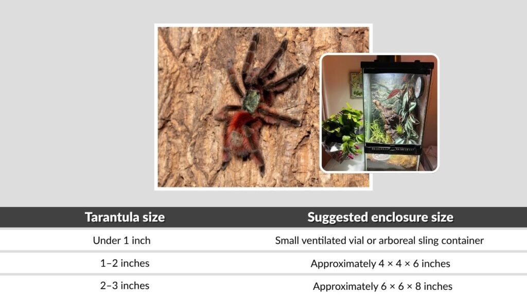 Pink Toe Tarantula Enclosure Size
