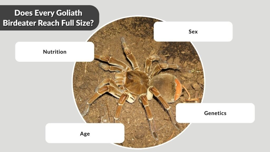 Does Every Goliath Birdeater Reach Full Size?