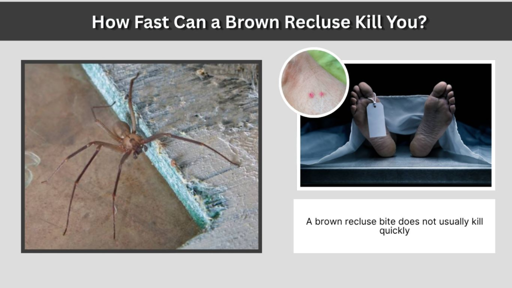 How Fast Can a Brown Recluse Kill You?
