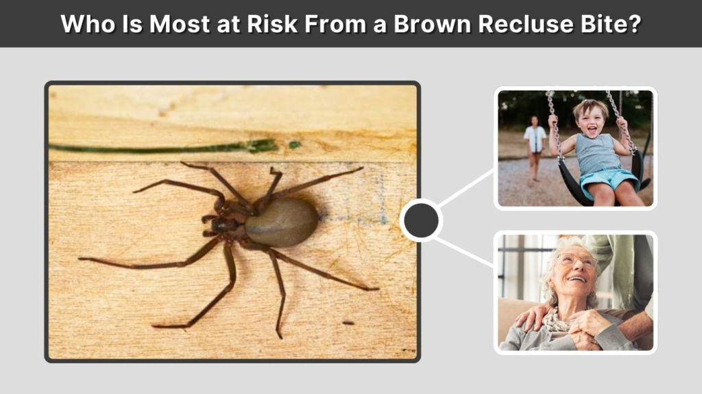 Who Is Most at Risk From a Brown Recluse Bite?