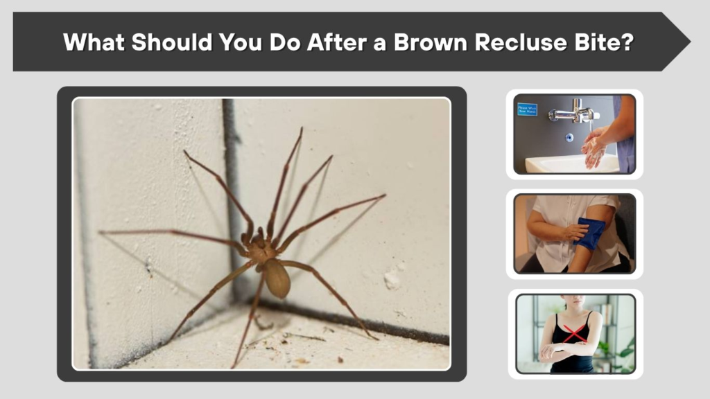 What Should You Do After a Brown Recluse Bite?