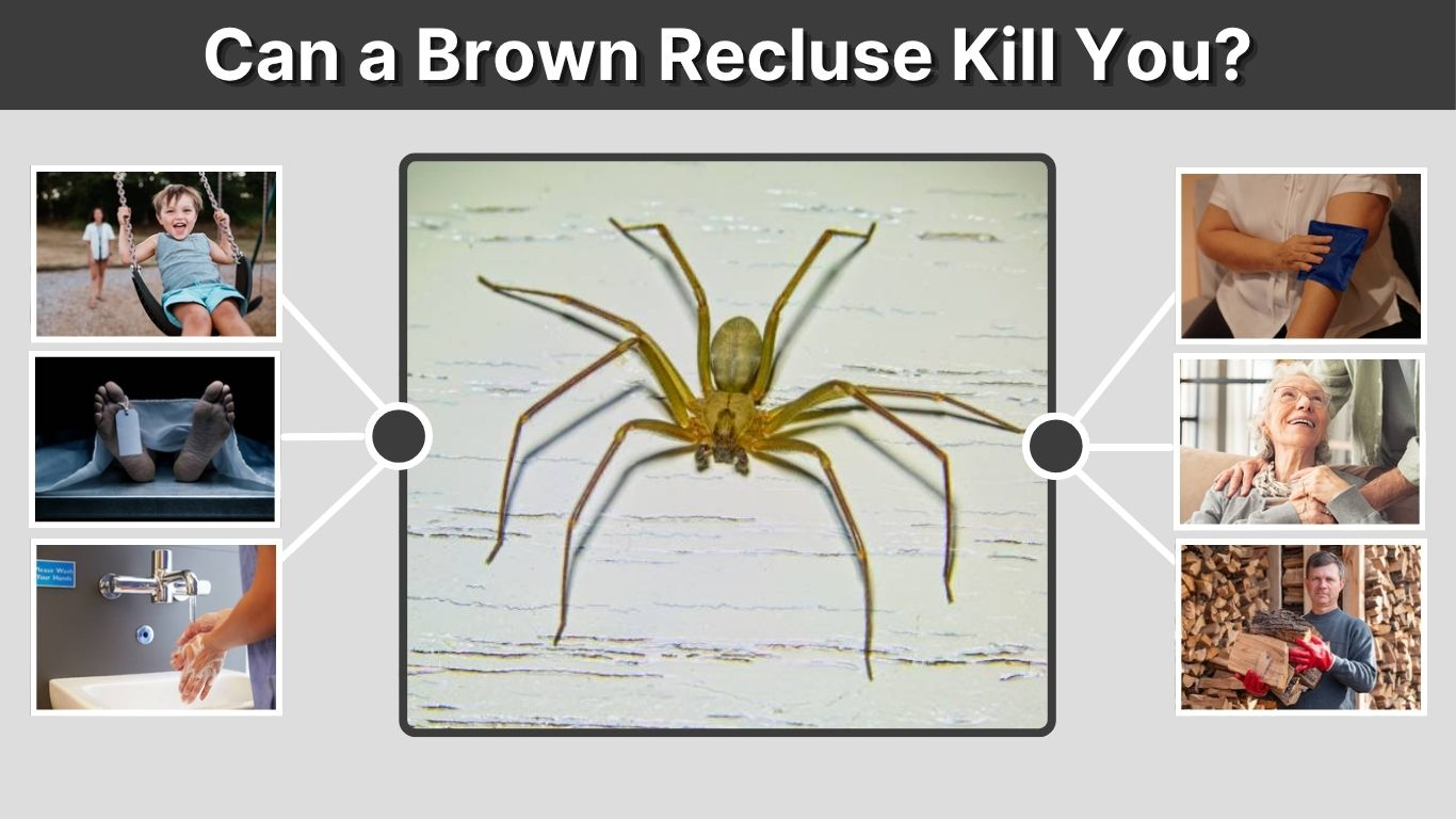 Can a Brown Recluse Kill You? Bite Risks & Facts