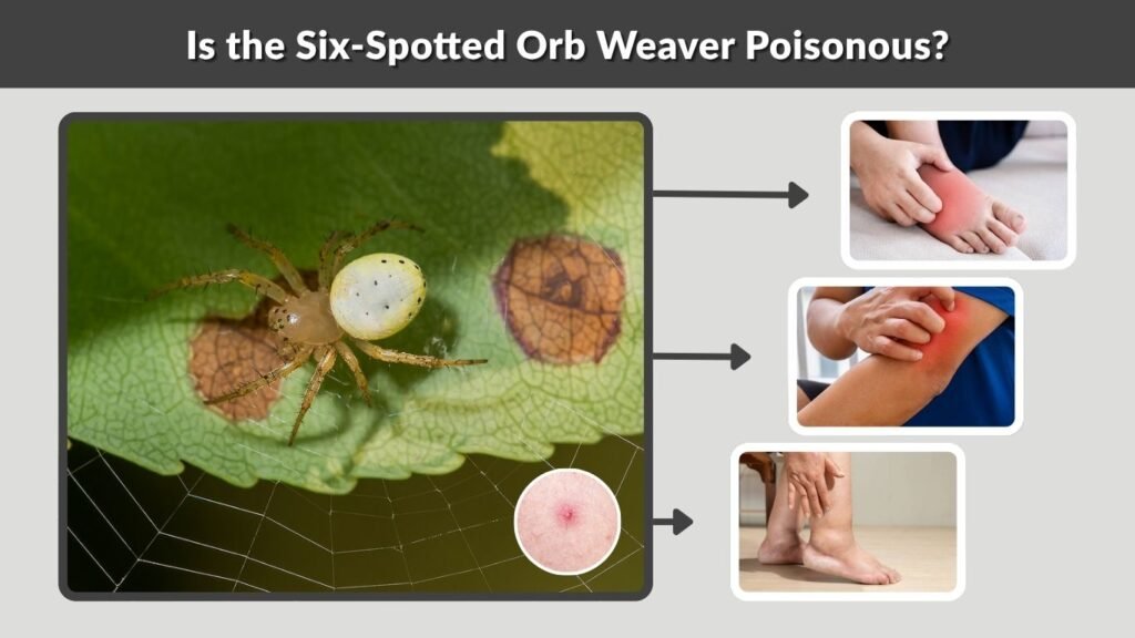 Is the Six-Spotted Orb Weaver Poisonous?