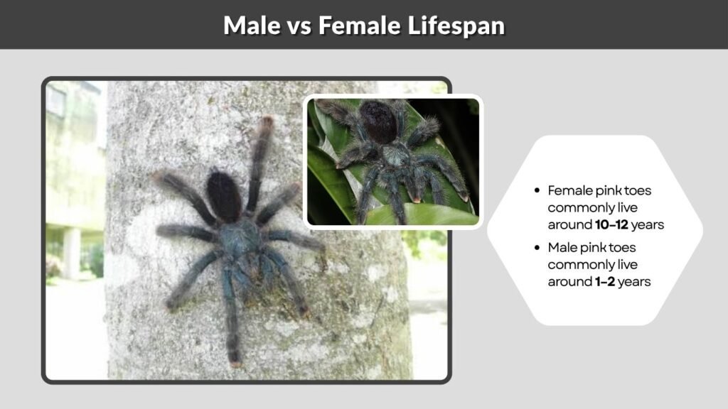 Male vs Female Lifespan