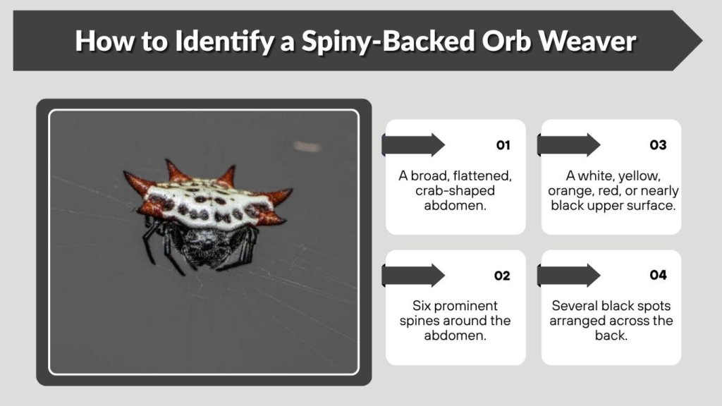 How to Identify a Spiny-Backed Orb Weaver