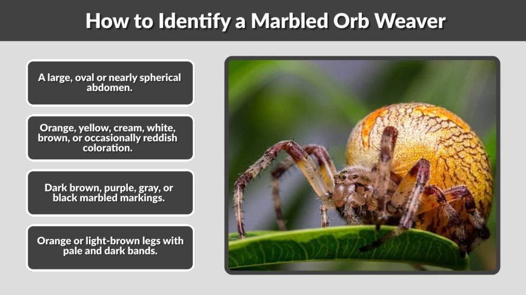 How to Identify a Marbled Orb Weaver