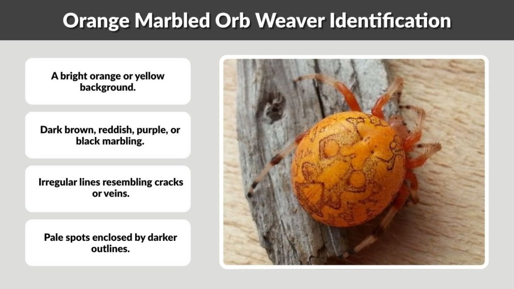 Orange Marbled Orb Weaver Identification