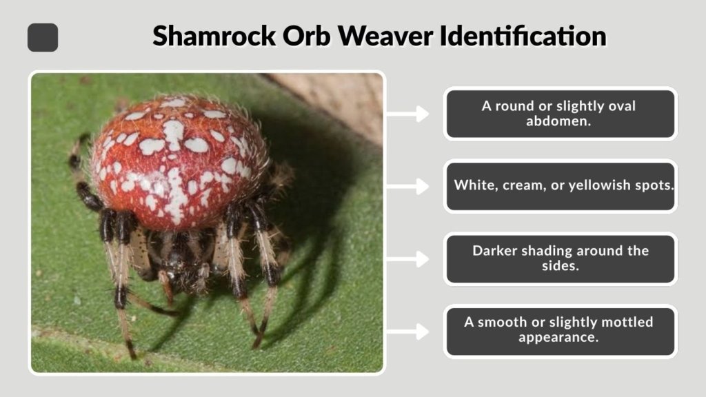 Shamrock Orb Weaver Identification