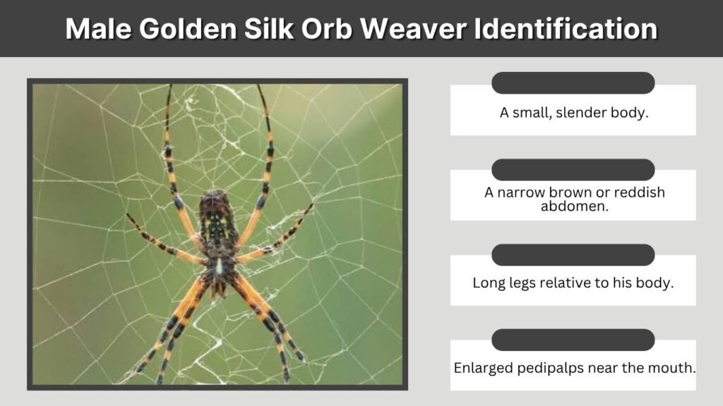 Male Golden Silk Orb Weaver Identification