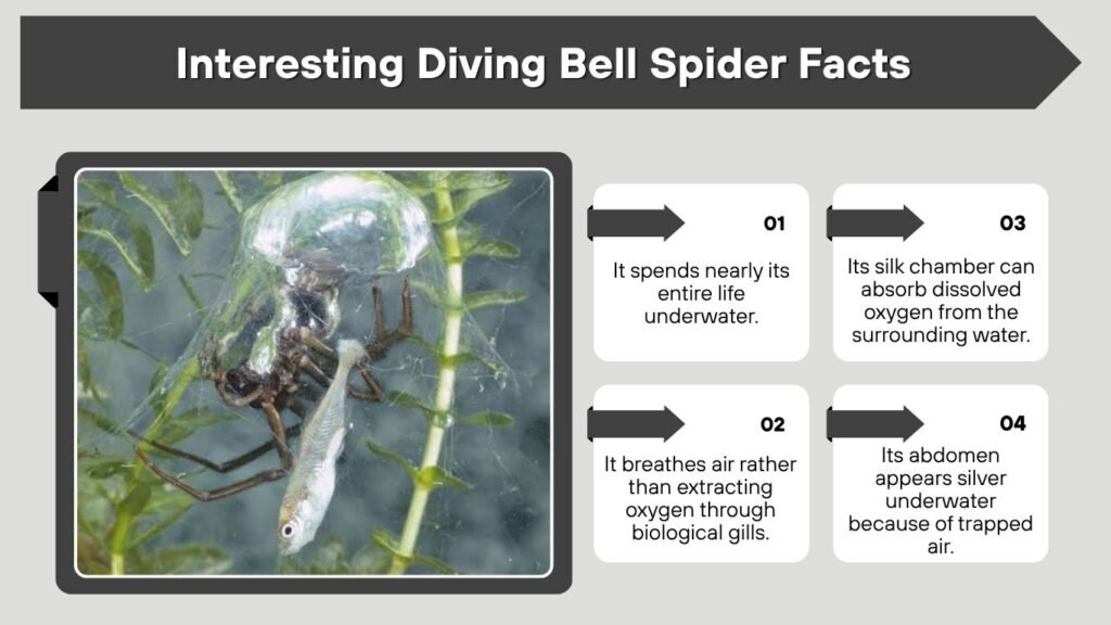 Interesting Diving Bell Spider Facts