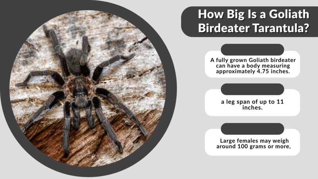How Big Is a Goliath Birdeater Tarantula?