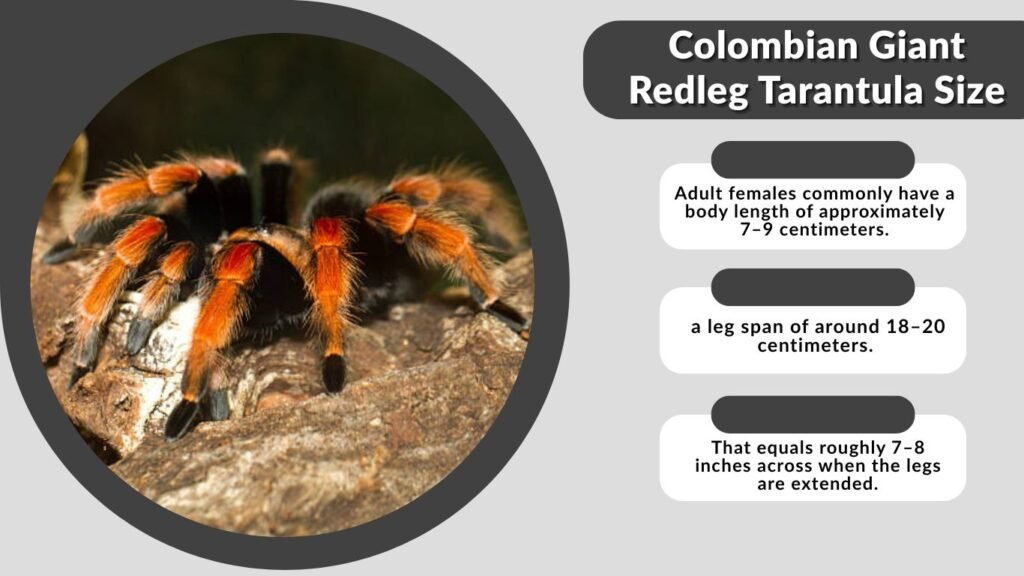 Colombian Giant Redleg Tarantula Size