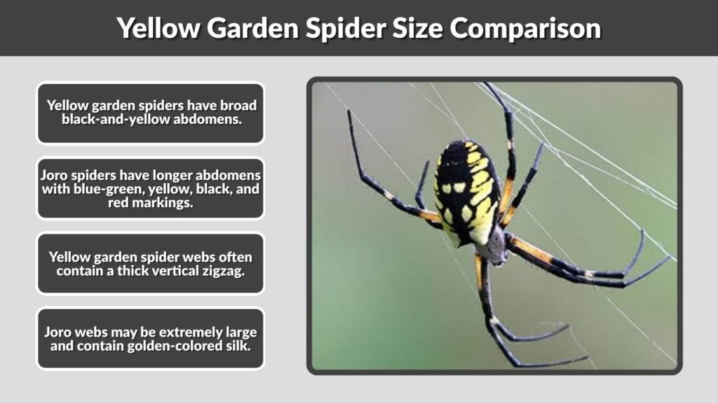 Yellow Garden Spider Size Comparison
