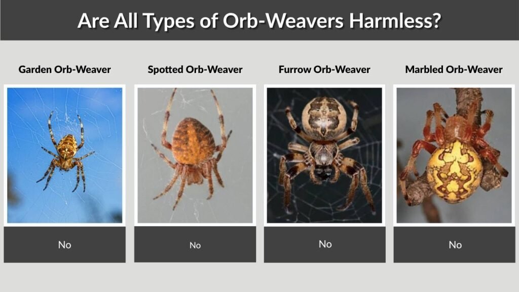 Are All Types of Orb-Weavers Harmless?