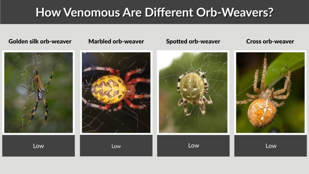 How Venomous Are Different Orb-Weavers?