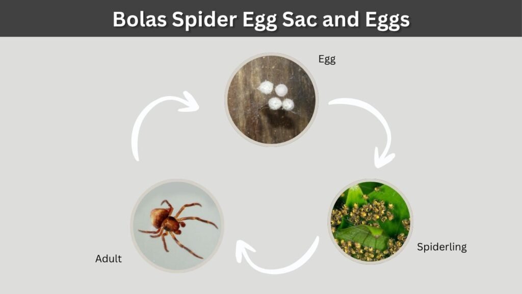 Bolas Spider Egg Sac and Eggs