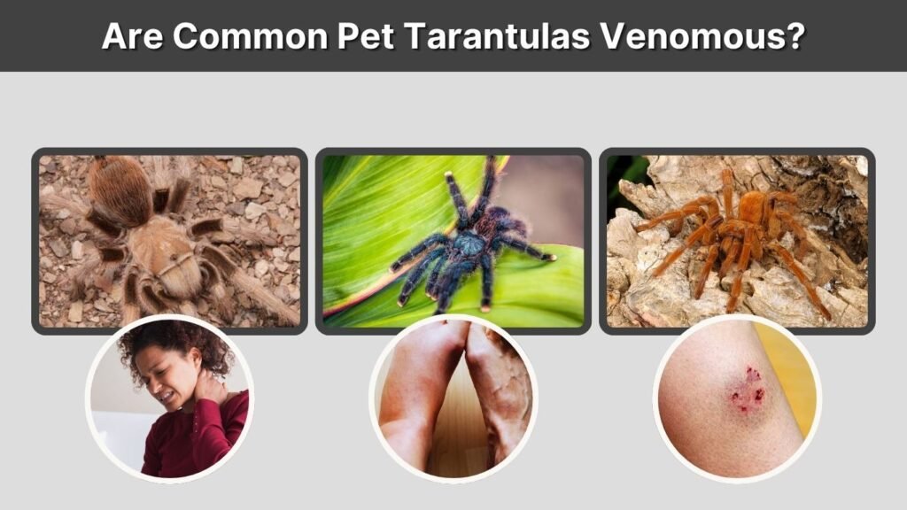 Are Common Pet Tarantulas Venomous?