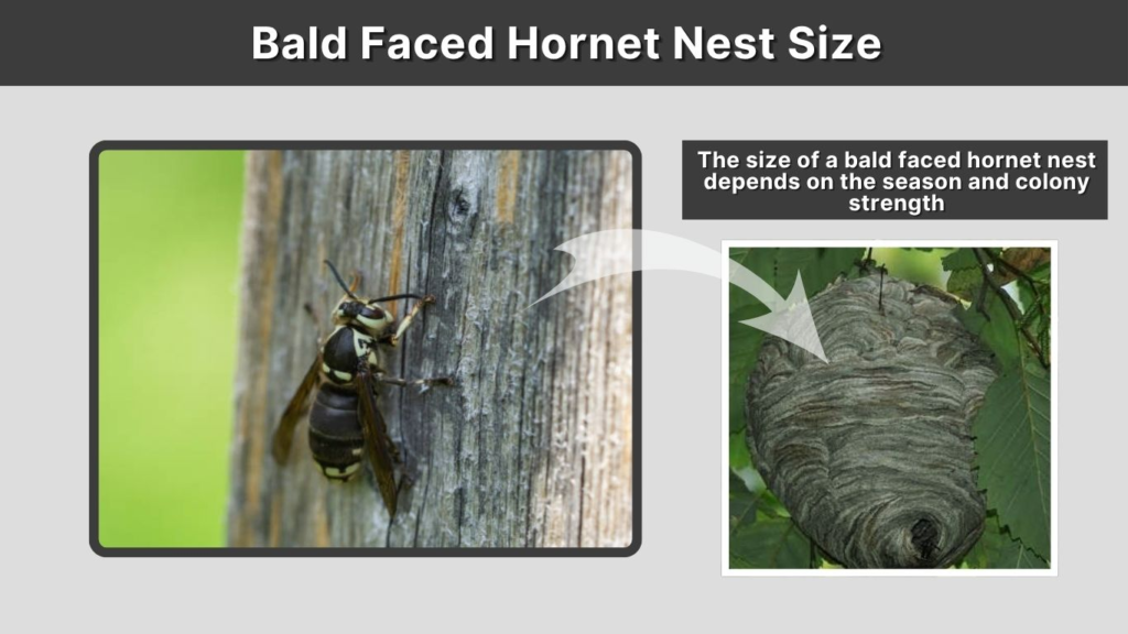 Bald Faced Hornet Nest Size