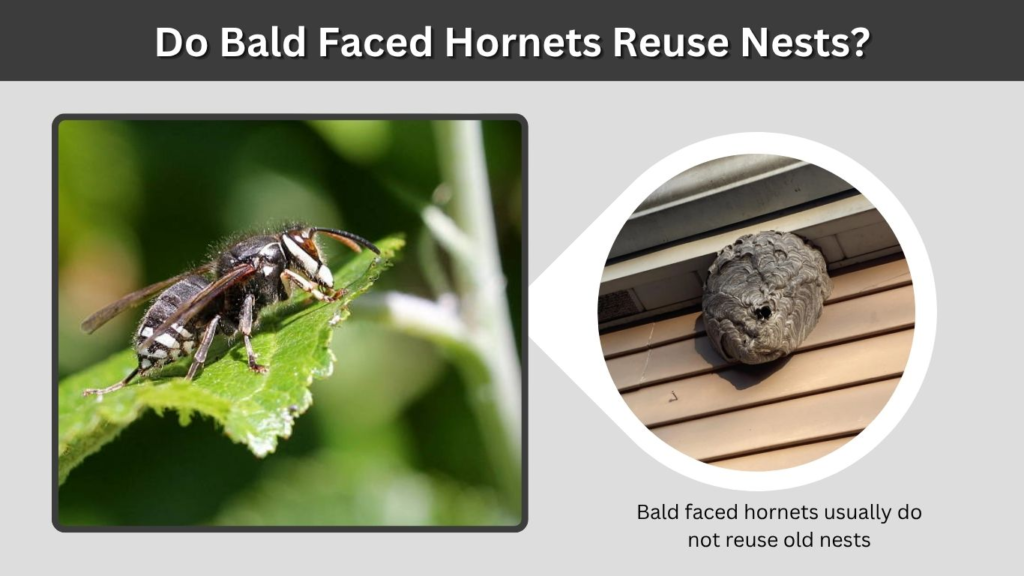 Do Bald Faced Hornets Reuse Nests?