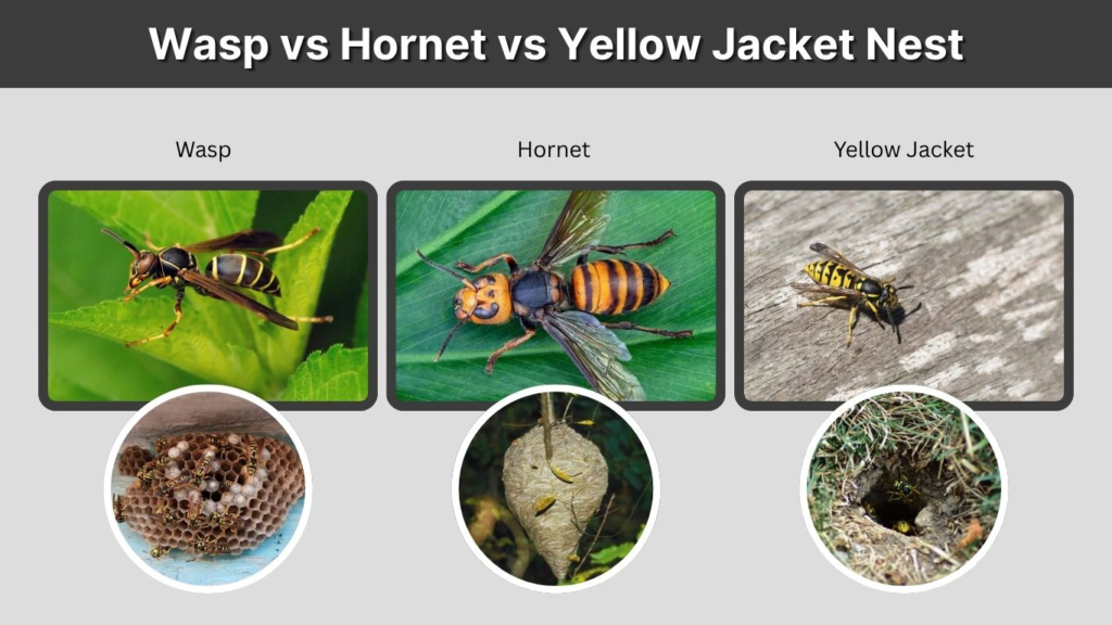 Wasp vs Hornet vs Yellow Jacket Nest