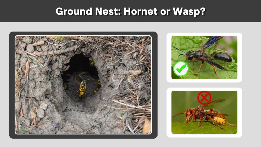 Ground Nest: Hornet or Wasp?