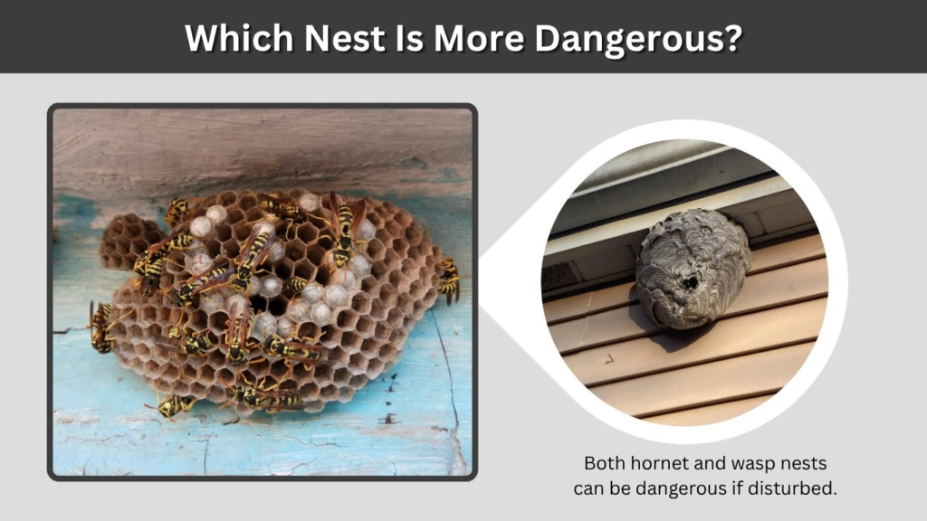 Which Nest Is More Dangerous?