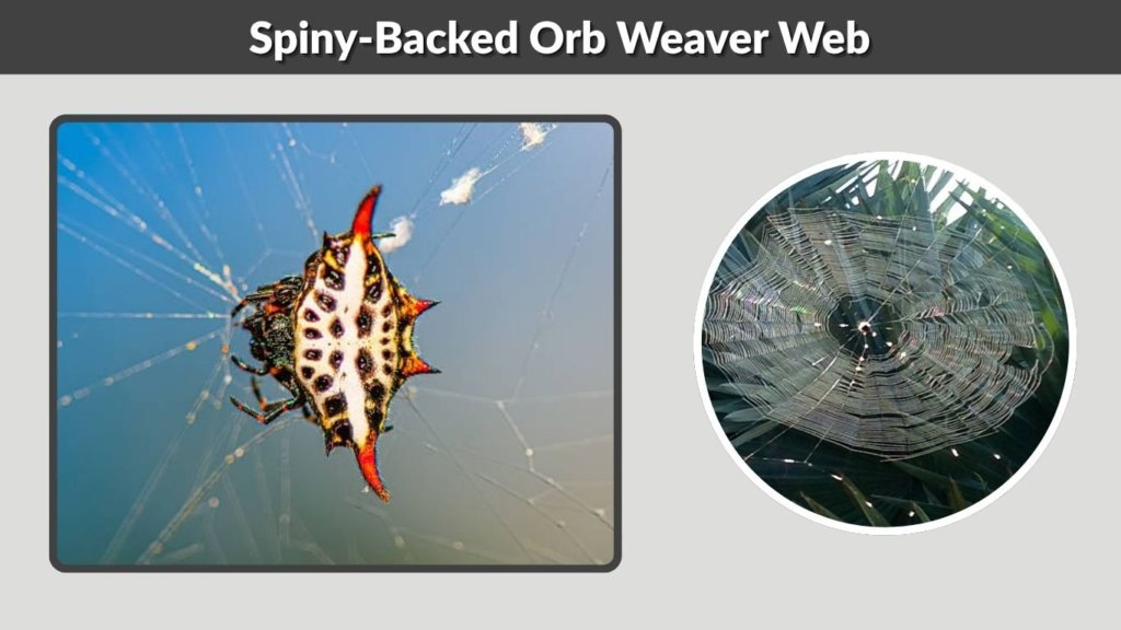 Spiny-Backed Orb Weaver Web
