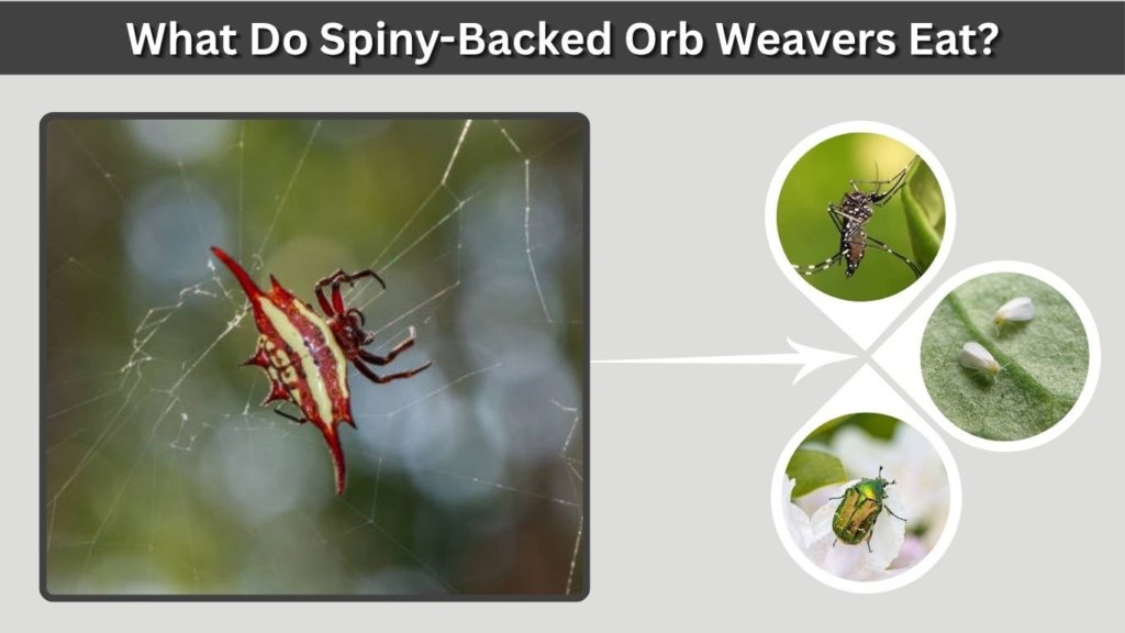 What Do Spiny-Backed Orb Weavers Eat?