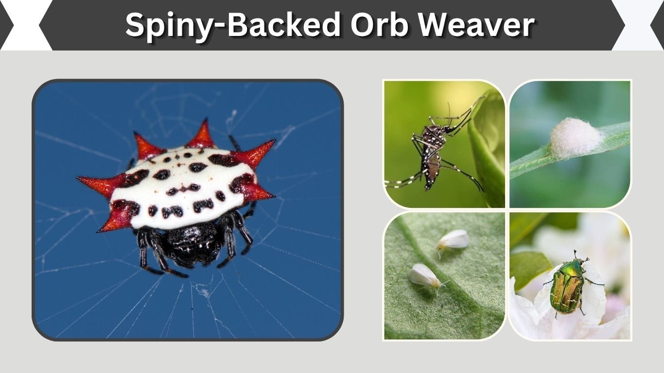 Spiny-Backed Orb Weaver: Identification, Poisonous and Facts