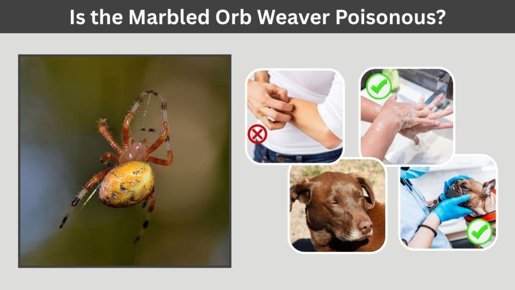 Is the Marbled Orb Weaver Poisonous?