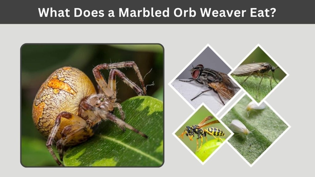What Does a Marbled Orb Weaver Eat?