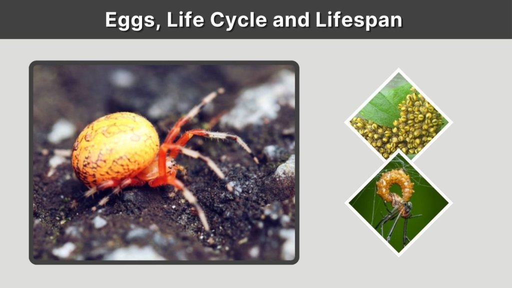 Eggs, Life Cycle and Lifespan
