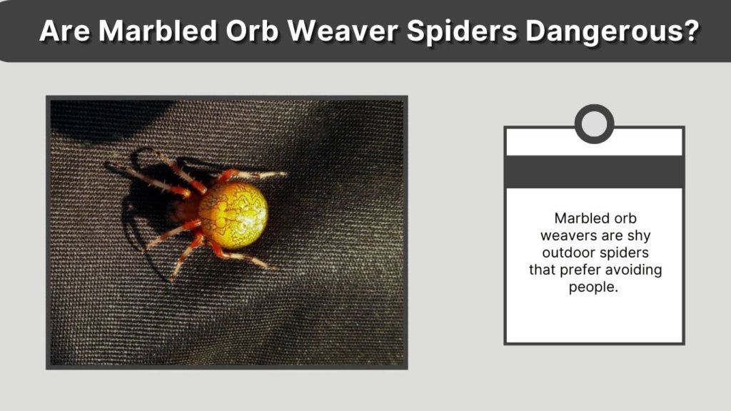 Are Marbled Orb Weaver Spiders Dangerous?