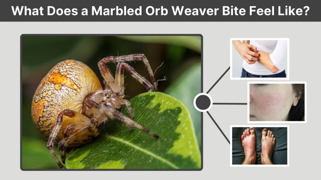 What Does a Marbled Orb Weaver Bite Feel Like?