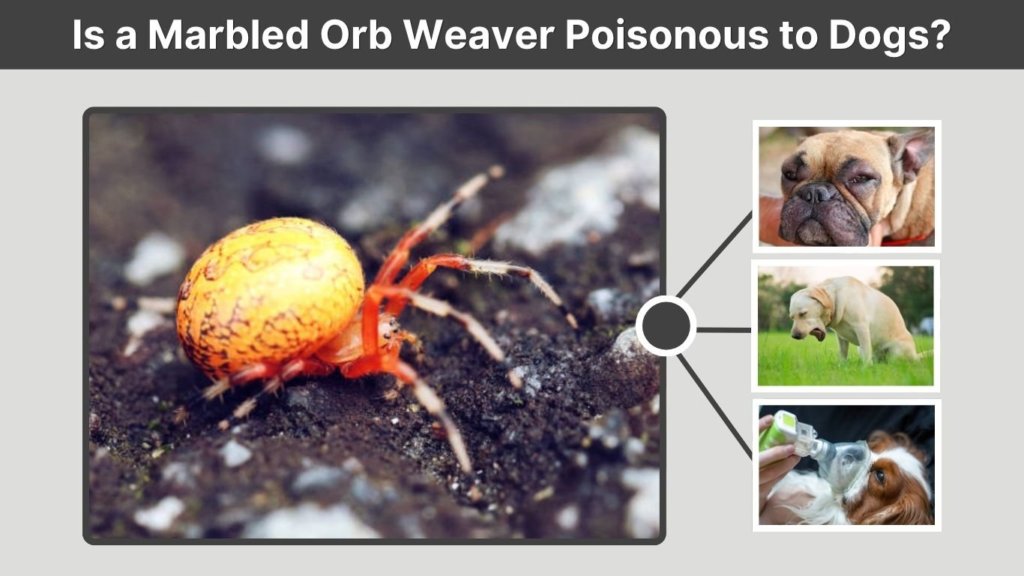Is a Marbled Orb Weaver Poisonous to Dogs?