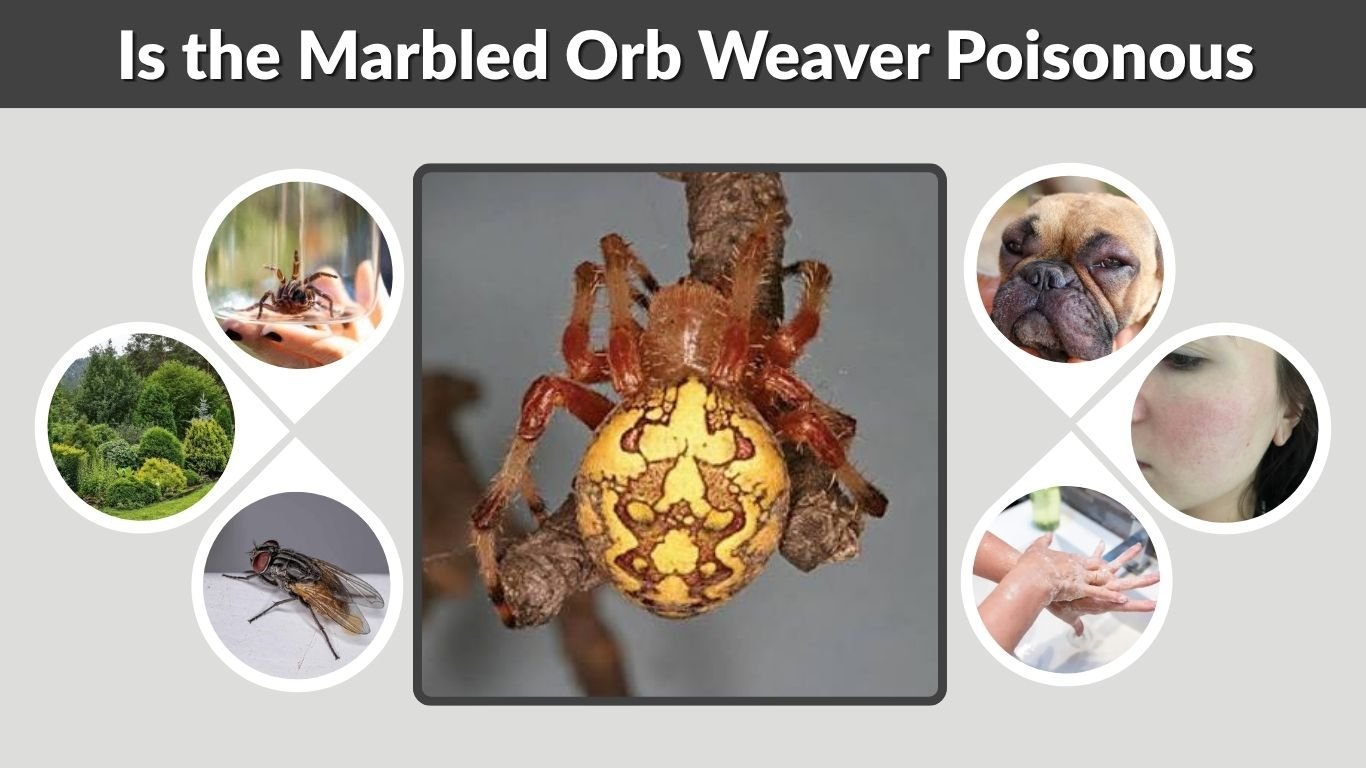 Is the Marbled Orb Weaver Poisonous? Bite and Safety
