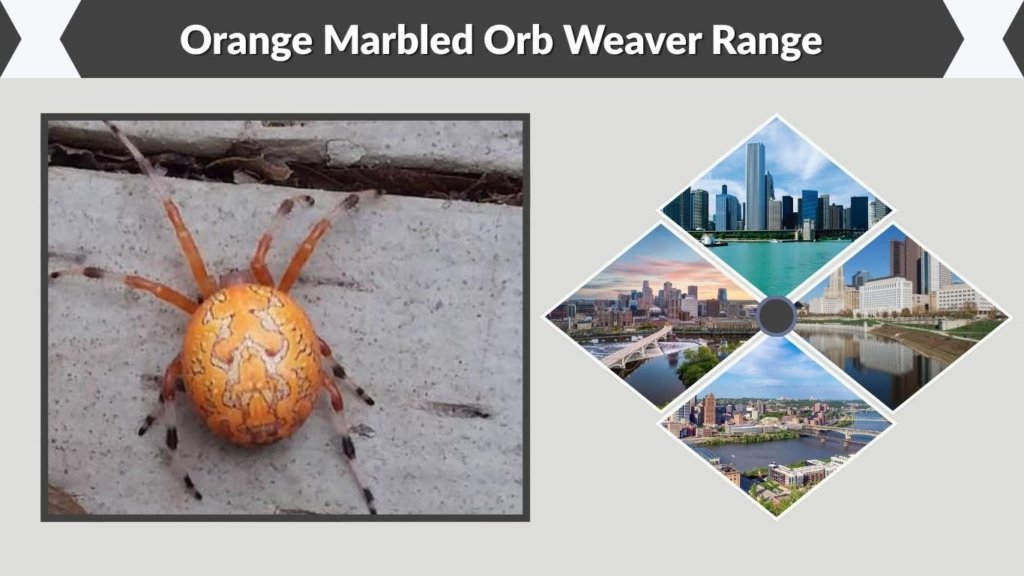 Orange Marbled Orb Weaver Range