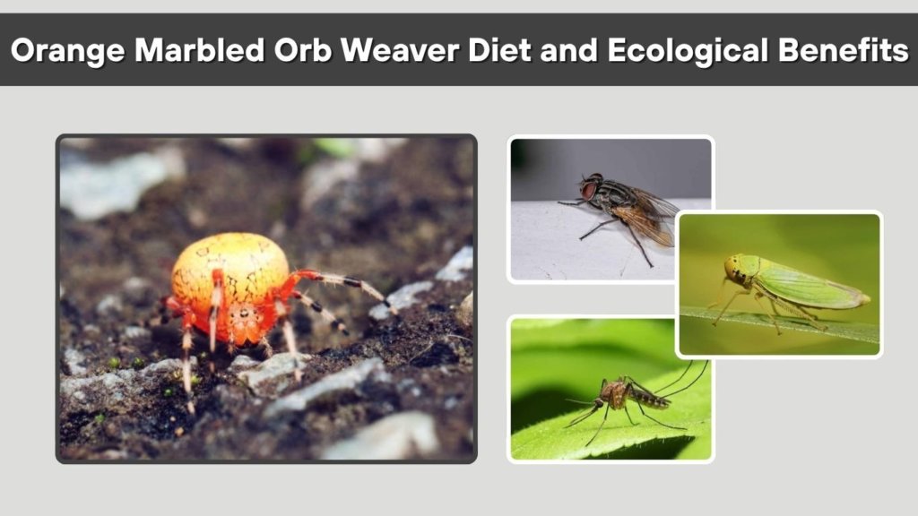 Orange Marbled Orb Weaver Diet and Ecological Benefits