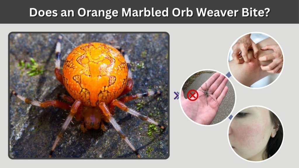 Does an Orange Marbled Orb Weaver Bite?