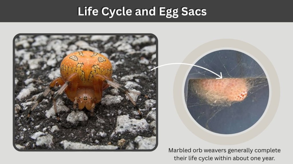 Life Cycle and Egg Sacs