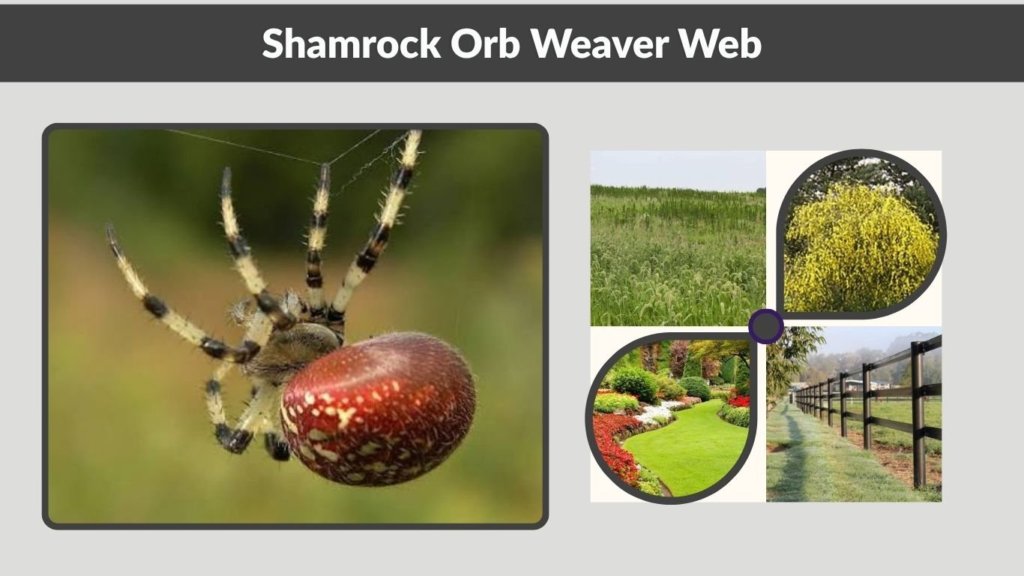 Shamrock Orb Weaver Web