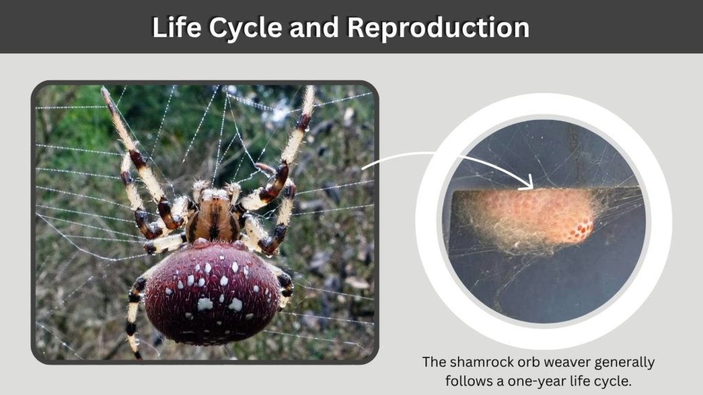 Life Cycle and Reproduction