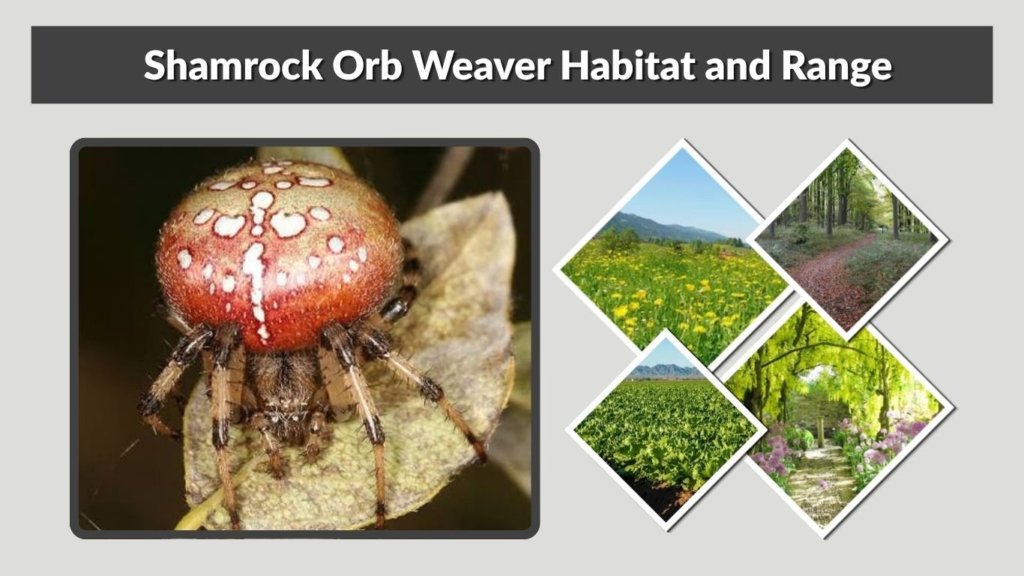 Shamrock Orb Weaver Habitat and Range